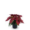 Bonsái artificial de 3 cabezas cortas de Flores de Navidad de 25 cm - Planta decorativa - Imagen 2