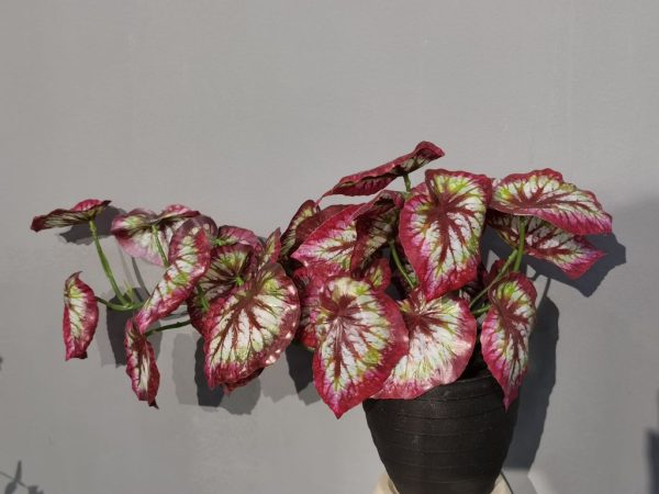 Bonsái artificial de hoja de taro colgante - Planta decorativa - Imagen 2