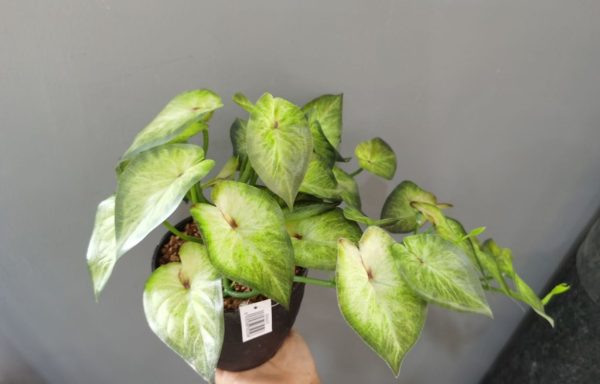 Bonsái artificial de potos colgante - Planta decorativa