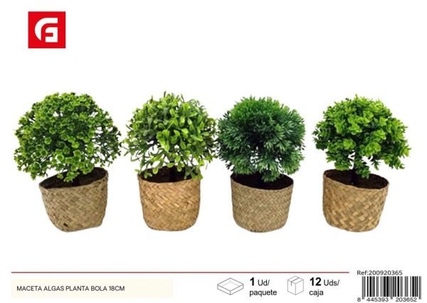 Maceta algas planta bola 18 cm - Plantas decorativas para el hogar