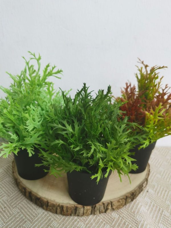 Pequeña planta de maceta - Decoración de plantas