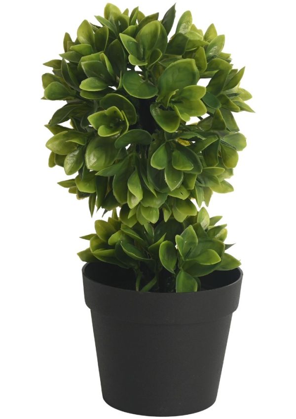 Planta Boj en maceta - Decoración