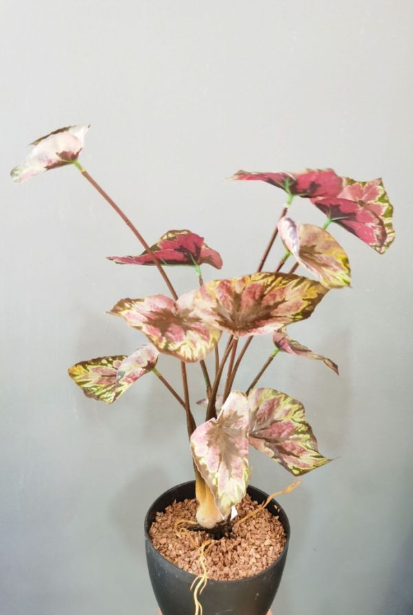 Planta artificial con hojas de Alocasia 12 ramificaciones para decoración del hogar