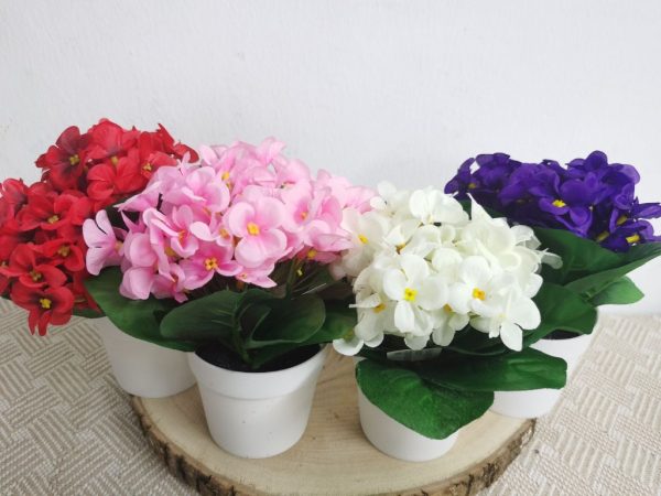 Planta de colores mezclados en maceta - Decoración con plantas
