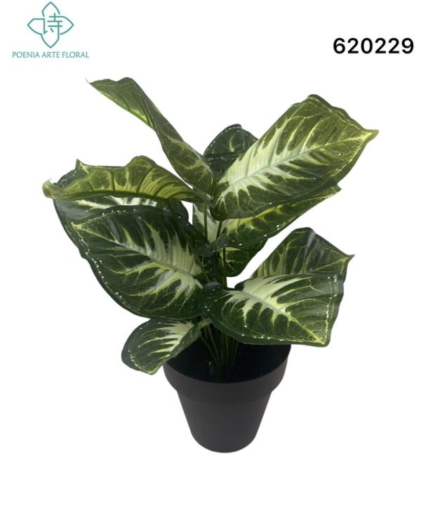 Planta de interior 45cm - Decoración de plantas