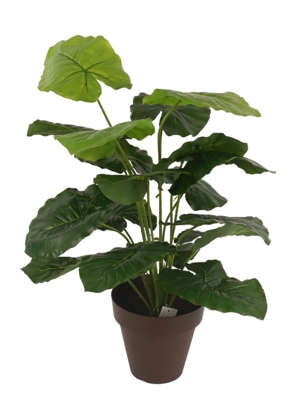 Planta de interior 70 cm - Plantas decorativas