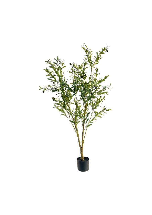 Planta de olivo 59"(150CM) - Plantas decorativas y ornamentales