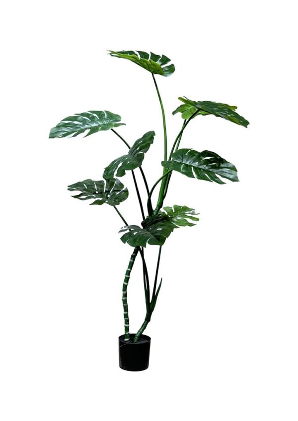 Planta de pothos 160 cm - Decoración de interiores y jardines