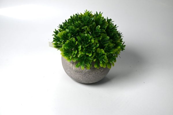 Planta en maceta pequeña - Planta decorativa