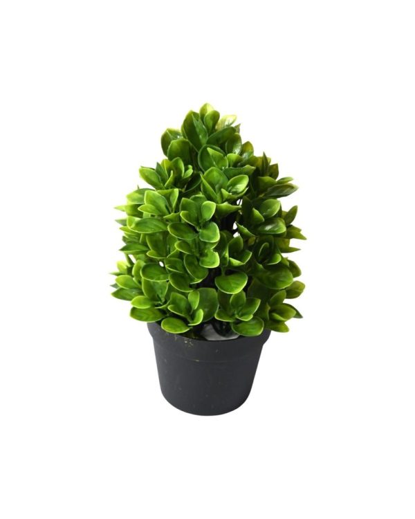 Planta verde en maceta - Decoración